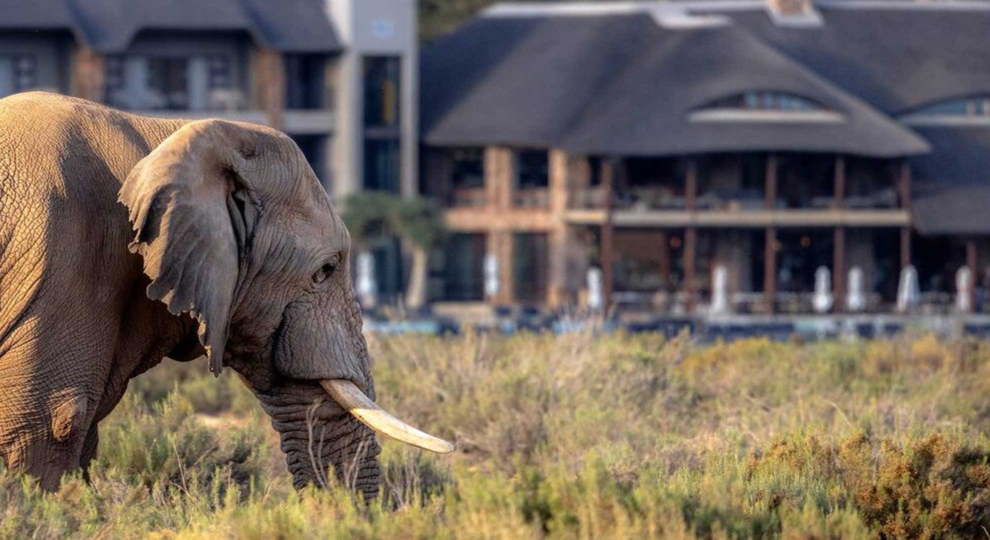 Cape Town Big Five Safari — private guided tour and transport in South Africa with African Ikon Travel